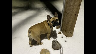 French Bulldog wants to go for his walk even when it’s cold 🥶