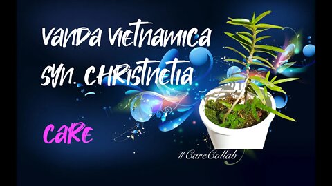 How I care for Vanda vietnamica | Mediterranean Climate | Self-Watering | Leca #CareCollab