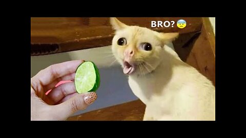 Funniest Animals - Best Of The 2021 Funny Animal Videos #
