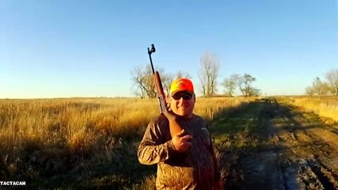 Pheasant Hunt Day 2. The regal bird from China. Only the male pheasant may be shot.