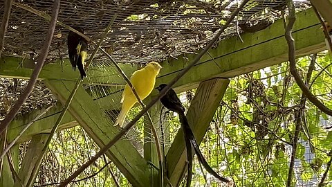 Canary bird singing, black siskin and black widowbird