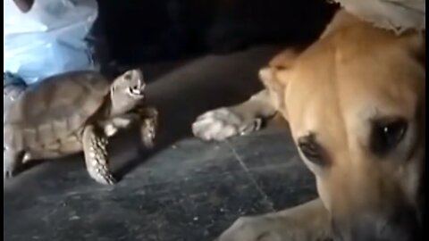 Does this dog bite that tortoise or just play with it