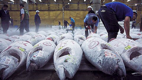 How Tuna Fish Is Caught & Processed - How It's Made Canned Tuna
