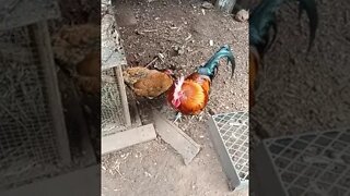 Gamebird Rooster guarding his hen while she has a dust bath 18th August 2021