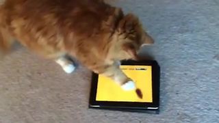 A Cat Plays A Catch The Mouse Game On A Tablet