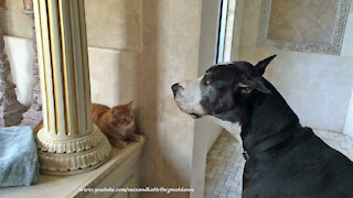 What do you think this dog is trying to say to the cat?