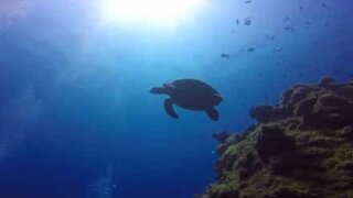 Divers swim with turtle in the Maldives