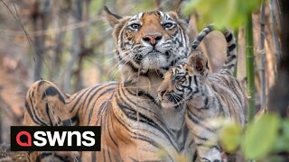 British wildlife photographer documents charming footage of tiger mum tending to cub