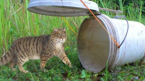 Simple Wild Cat Trap - Wild Cat Trap Using Plastic container