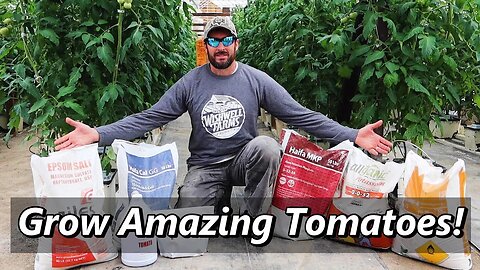 My Secret Recipe to Growing AMAZING Tomatoes! \ Hydroponic Tomato Farming