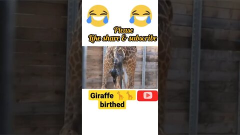 Giraffe 🦒 birthing |2022| #shorts #youtubeshorts