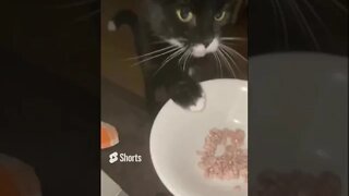 Adorable #cat can’t wait 4 diner & grabs bowl with her little #paws #rawfood #cathealth #shorts