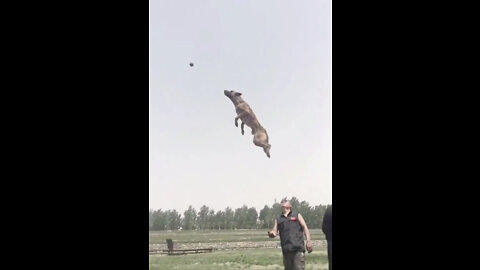 Best dog 🐕 training techniques