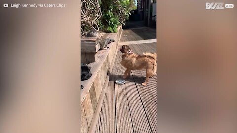 L'improbable amitié entre un suricate et des chiens!