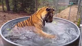 Tiger leker med en vannmelon i et basseng