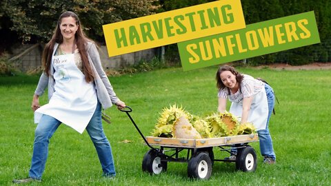 When and How to Harvest Sunflower Heads