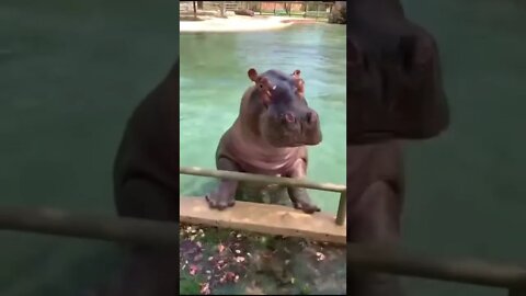 Hipopótamo Dando Cambalhota #shorts