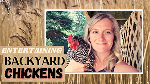 How to entertain your chickens | Bored Chickens | Chicken Boredom Busters
