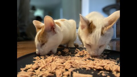 *ADORABLE* RESCUE KITTENS with NO EYES enjoy FIRST MEAL safe in CANADA!!