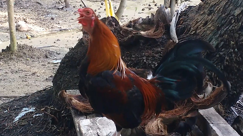 A closer or focus video of a rooster crowing to show his dominance over his territory