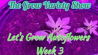 Only 10 Weeks to Finish?!? Let's Grow Autoflowers Week 3