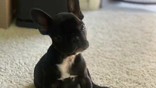 Dog has fun riding Roomba vacuum