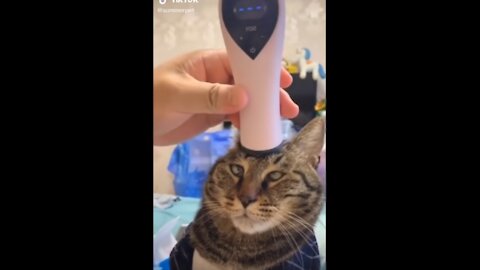 Cat gets a head massage