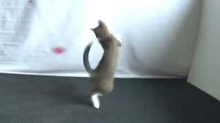 Funny Kitten Plays With Toy