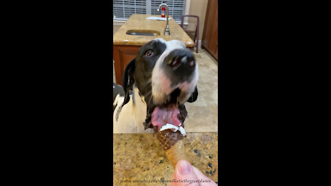 Funny Great Dane Slowly Savors His Ice Cream Cone