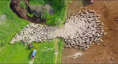Drone photographer posts epic timelapse of herd of sheep