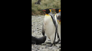 King Penguin