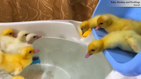 Funny Ducklings jump and swim in the mini bath for baby