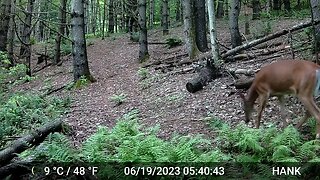 Another generation of Whitetail Deer