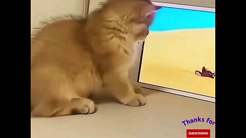 So cute kitten enjoy cartoon🐱 interesting video