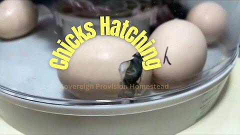 Baby Chicks Hatching | Sovereign Provisions Homestead