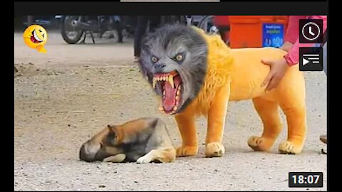 Troll Prank Dog Funny & fake Lion and Fake Tiger Prank To dog & Huge Box Prank to dog