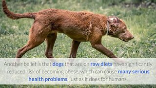 Ultimate Guide: Is a Raw Food Diet Best for my Dog?