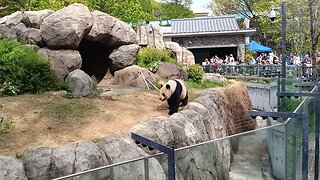 Ri Ri Panda in Ueno Zoo Part 1