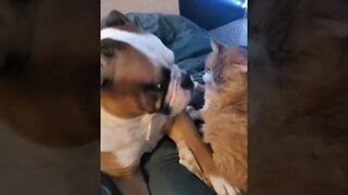 Bulldog and Cat brothers