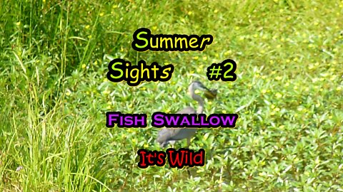 Summer Sights #2 “Fish Swallow”