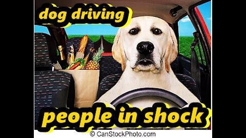 the dog drives a car people are shocked