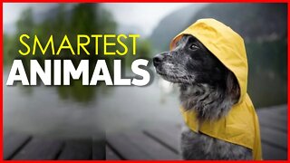 SMARTEST ANIMALS | DOLPHINES | DOGS | PIGS | PARROTS | ELPHANTES