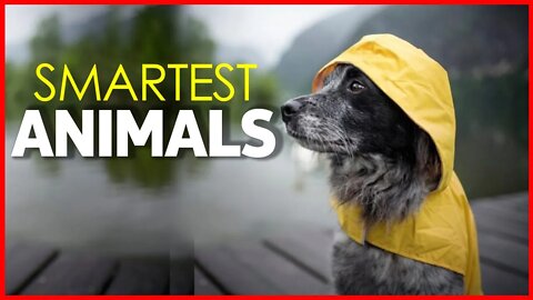 SMARTEST ANIMALS | DOLPHINES | DOGS | PIGS | PARROTS | ELPHANTES