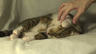 What to Do to a Relaxed Cat