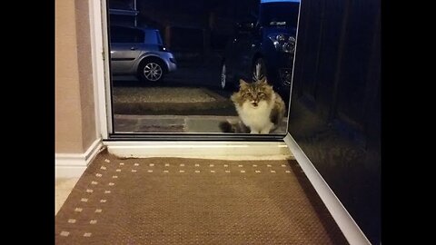 Stray Cat Following and Begging to be let inside a house had a very good reason