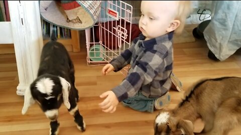 Baby and Baby Goats fantastic moments ,🥰🥰🥰