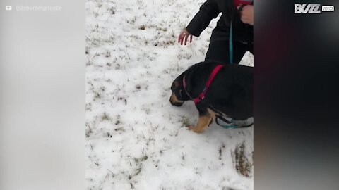 Cadela tem reação adorável ao ver neve pela primeira vez