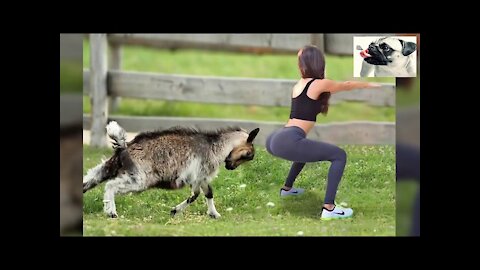 Funny Sheep Attacking People - Funniest Animals Videos