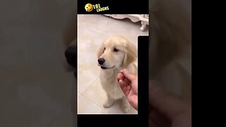 Funny Cats & Dogs Compilation Fails | #shorts #funny #funnyvideo #funnydogs #funnycats