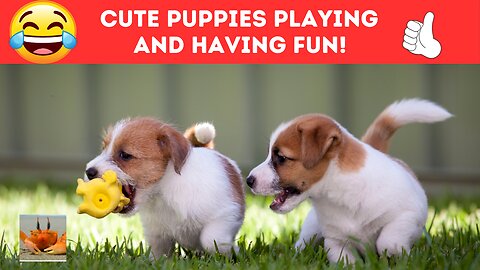 Cute Puppies At Play! 😂🐕